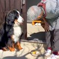 超大型犬が『おばあ…