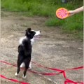 2年前、初めて犬がフ…