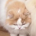 猫に育てられた犬→愛…
