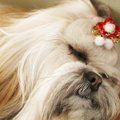 犬の鼻の色が変化す…