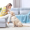 犬が『心を許してく…