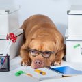 犬の飼い主が気付き…