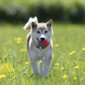 『散歩嫌いな犬』が…