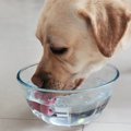 犬の飲み水の『適正…