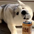 ペットボトルを目の…