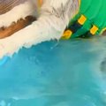 プールに来た大型犬→…