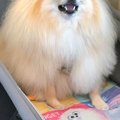 ドライブで大喜びす…