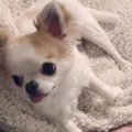 姉チワワのニオイが…