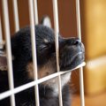 犬が物に顎を乗せる…
