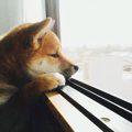 子供が犬を飼いたい…