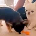 ２匹の犬に『同じお…