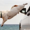 犬が『迷子』になっ…