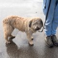 犬が雨に濡れてしま…