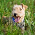 犬のお散歩中は「オ…