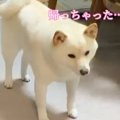 1週間ぶりに会った犬…
