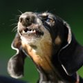 犬がうなるのはコミ…