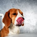 犬が絶対に食べては…