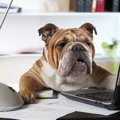 愛犬と一緒に大掃除…