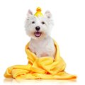 犬のワクチン接種前…