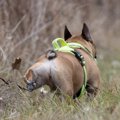 なぜ犬はウンチの後…