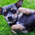 犬が見せる意外な『…