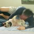 犬のお腹にブーッと…