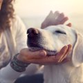 室内でもできる！犬…