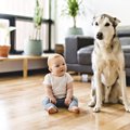 犬と子どもを一緒に…