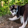 犬が持っている『習…