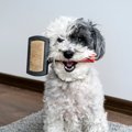 犬の『毛質が悪くな…