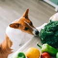 犬が大好きな『食材…