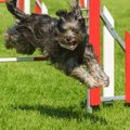 犬の競技会に出たい…