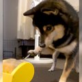 犬が『おやつが出る…