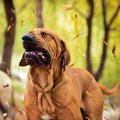 犬の危険な『くしゃ…