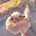 犬が自分のしっぽを…