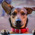 犬にジャンプをさせ…