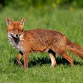 キツネみたいな犬が…