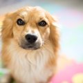犬の『目を見つめる…