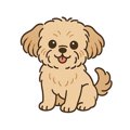 ペキプーってどんな…