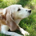 犬のボケは人が原因…