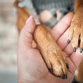 犬の爪切り、しない…