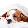 犬が『寝たふり』を…