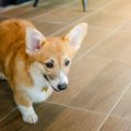 犬が家の中を徘徊し…
