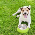 犬がお腹を空かせて…