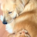 子猫が大型犬を『お…