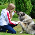犬のしつけはどのく…