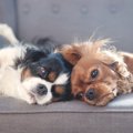 犬の『多頭飼い』に…