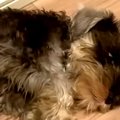 『黒い毛の子犬を飼…