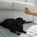 犬にしてはいけない…