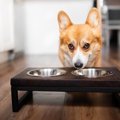 犬に『にんじん』を…